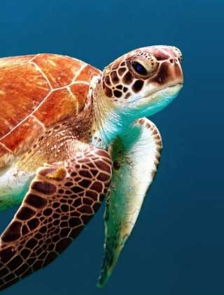 photo of a sea turtle in the dry tortugas Mobile