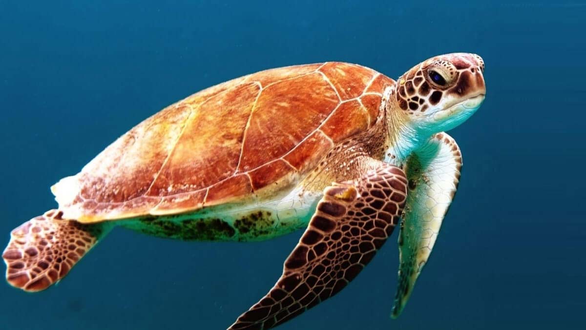 photo of a sea turtle in the dry tortugas Desktop
