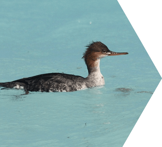 A brown black and white seabird floating in the water surrounding the Dry Tortugas