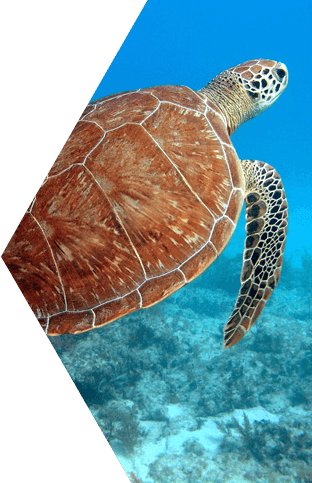 The Name Dry Tortugas Tablet 