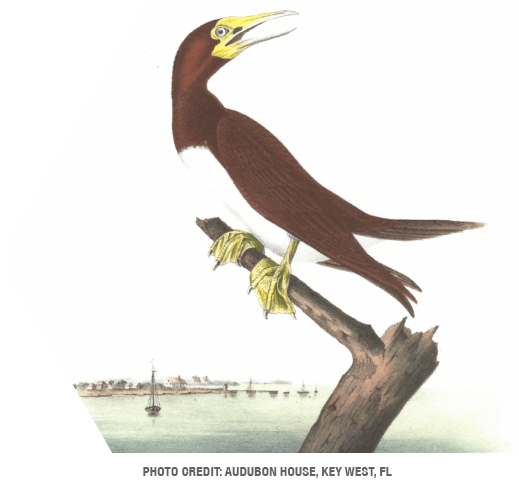 An illustration of a strange seabird with webbed feet