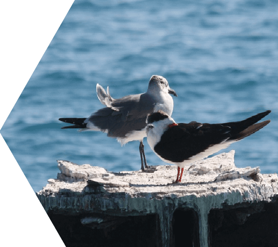 photo of black skimmer bird