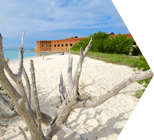 Knarly driftwood on a white sandy beach overlooking Ft. Jefferson in the Dry Tortugas