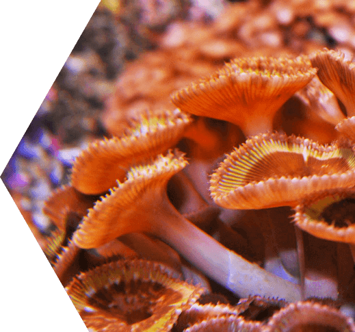 Coral Reef found in the Dry Tortugas