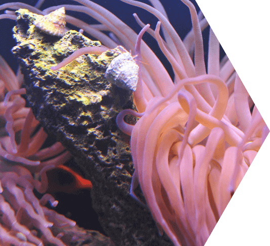 Image of a pink sea anemone against a coral in a reef near the Dry Tortugas