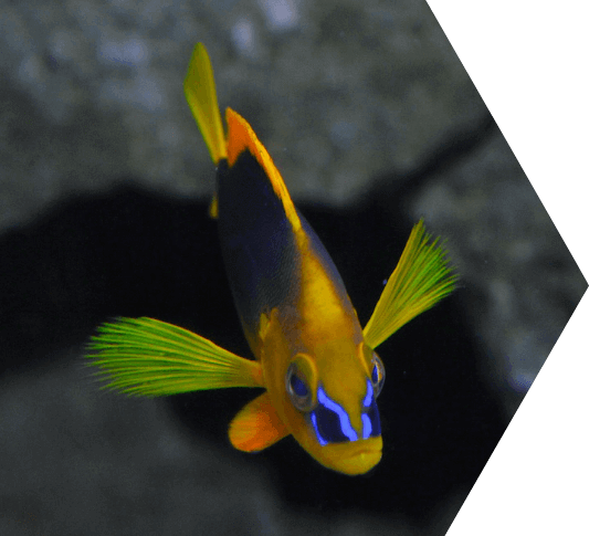 A brightly colored tropical reef fish in the Dry Tortugas