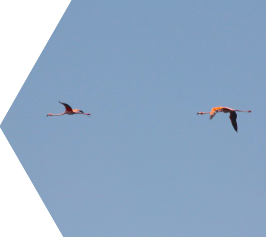 A flying flamingo above Key West