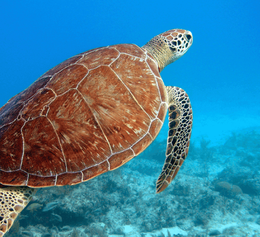 A laggerhead turtle swimming a reef in the Dry Tortugas