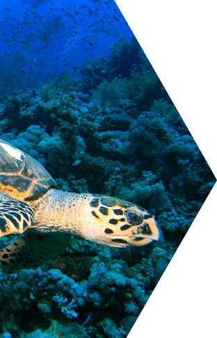 Hawksbill Sea Turtle Tablet 