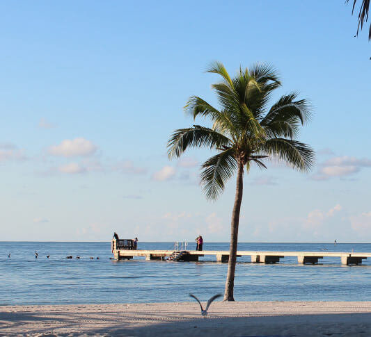 A view from the shore at Higgs Beach with a seagull about to take off in front of a lone palm tree in Key West