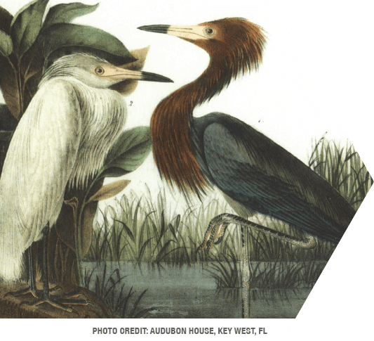 An illustration of two aquatic birds by John Audobon