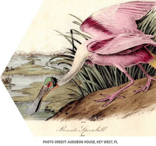 photo of john james audubon