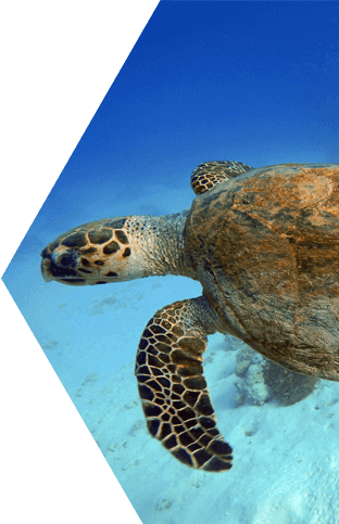 Kemp’s Ridley Sea Turtle Tablet 