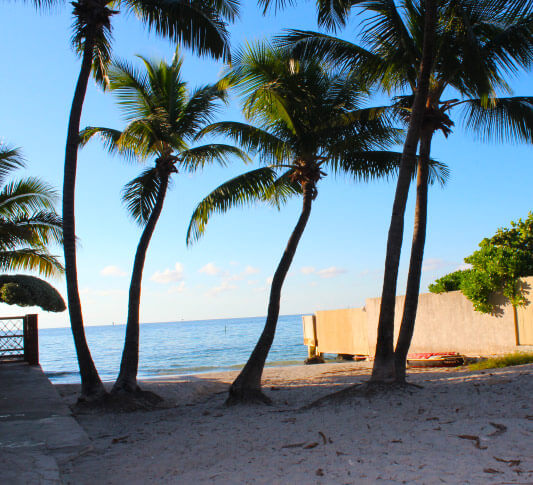 Dog Beach with a shadow cast over a pair of palm trees in Key West