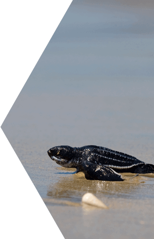 Leatherback Sea Turtle Tablet 