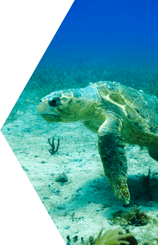 Loggerhead Sea Turtle Tablet 