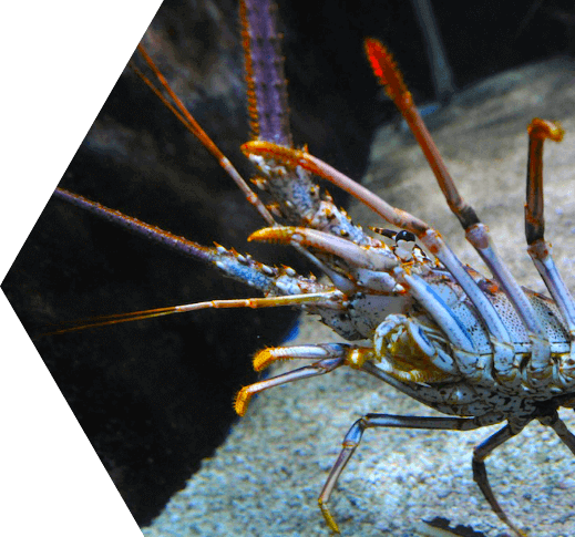 Spiny lobster under water in the Dry Tortugas