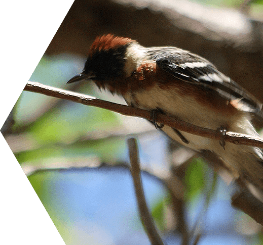 Rare species of bird on a branch in the Dry Tortugas