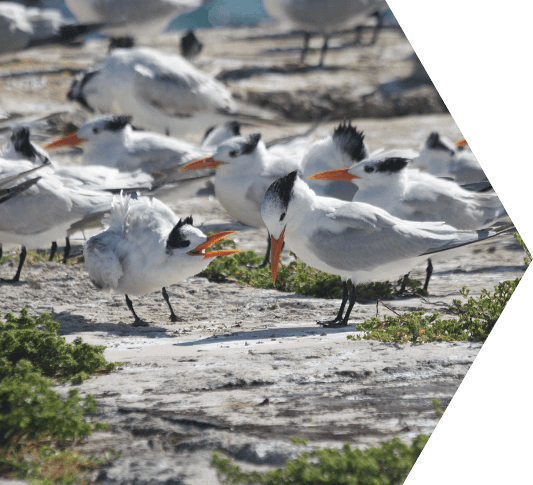 Black and white Royal Tern birds gathering together on the beach in the Dry Tortugas