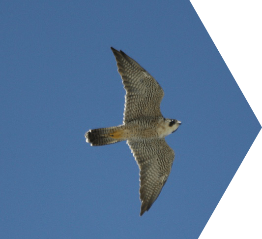 dry tortugas birding