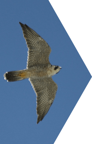 dry tortugas birding