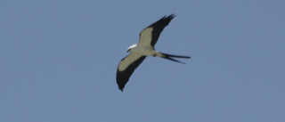 Florida Keys Birding Mobile 