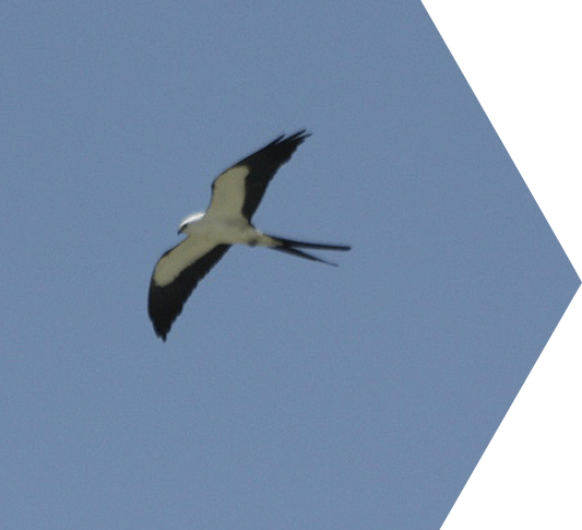 A swallow-tailed kite bird in the Dry Tortugas