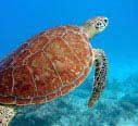 photo of a sea turtle