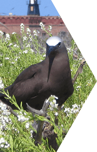 BLACK NODDY Tablet 