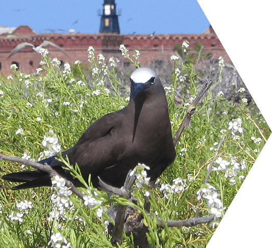 A black noddy seabird standing in a field of white flowers with the lighthouse on Ft. Jefferson in the distance