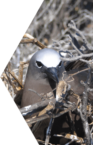 BROWN NODDY Tablet 