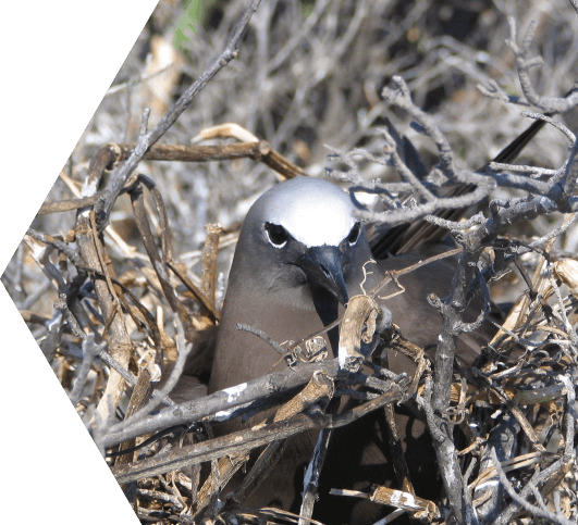 Close-up of a black noddy seabird resting amongst a bundle of small branches
