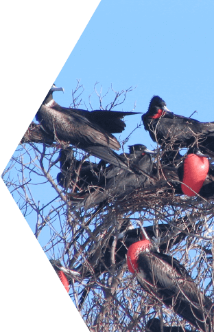 MAGNIFICENT FRIGATEBIRD Tablet 