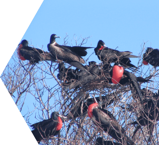 A flock of black frigate birds sitting in a barren tree with some unidentified red fruit in the Dry Tortugas
