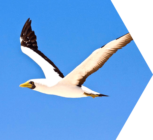 Black and white masked booby seabird in flight over the Dry Tortugas