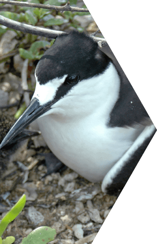 SOOTY TERN Tablet 