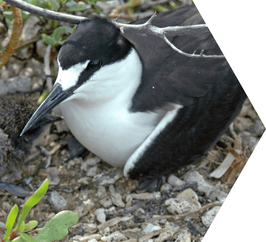 A sooty tern seabird nestled on a gravely surface in the Dry Tortugas