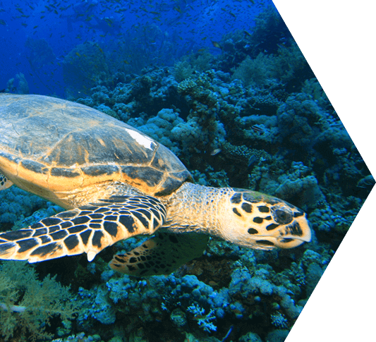 A hawksbill sea turtle swimming a reef in the Dry Tortugas with a school of fish in the background