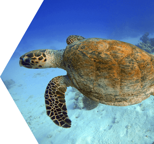 Sea turtle swimming underwater in the Dry Tortugas