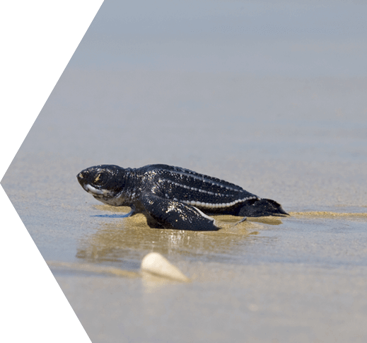 A baby sea turtle headed for the ocean in the Dry Tortugas