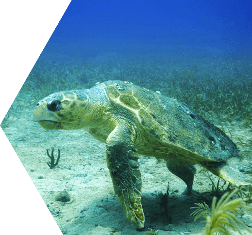 A loggerhead sea turtle swimming the reef in the Dry Tortugas