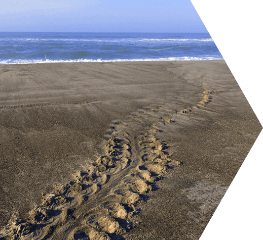 Sea turtle nesting tracks in the sand in the Dry Tortugas