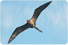 frigate bird soaring