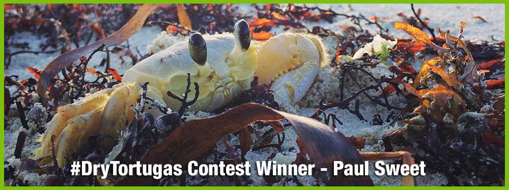 Dry Tortugas July Winner Blog