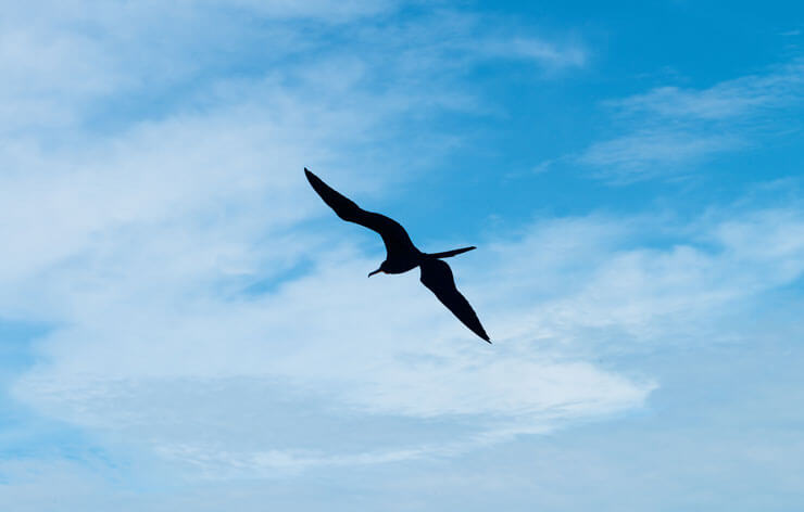 Great Florida Birding Trail in Key West