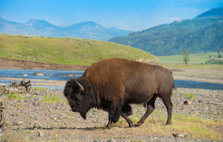 yellowstone-national-park-buffalo