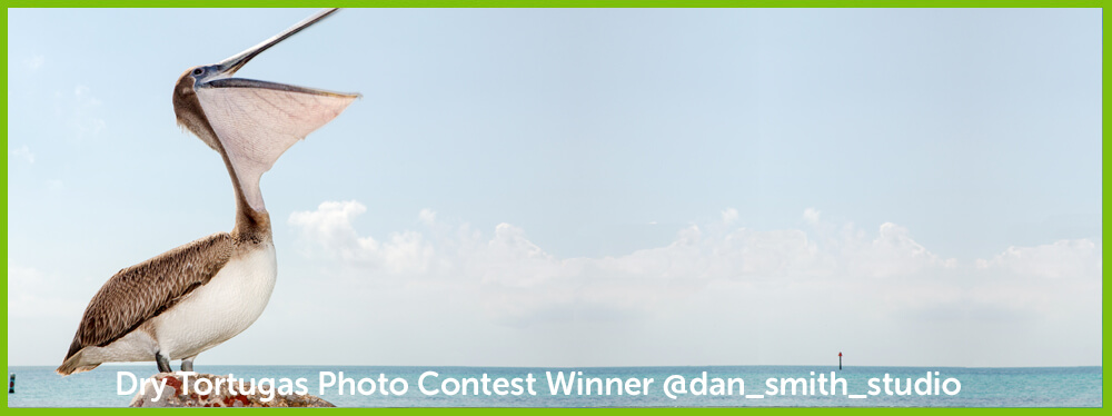 Dry Tortugas Photo Contest March Winner