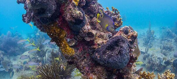 snorkeling
