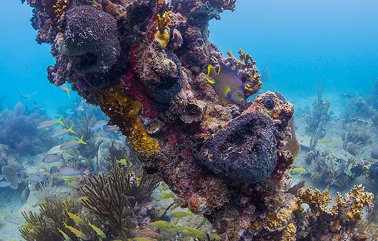 snorkeling