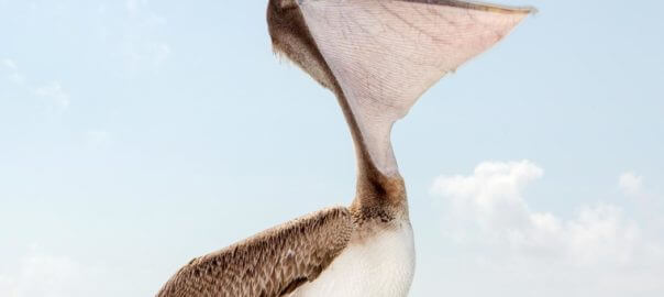 July 2017 Dry Tortugas Photo Contest Winning photo, a pelican opening its beak